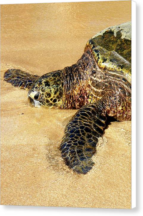 Glistening Journey - Canvas Print - Fry1Productions