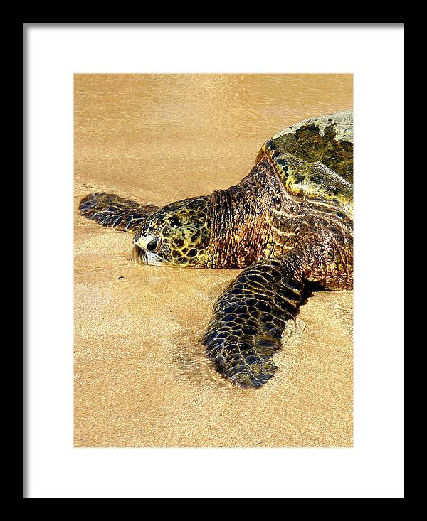 Glistening Journey - Framed Print - Fry1Productions