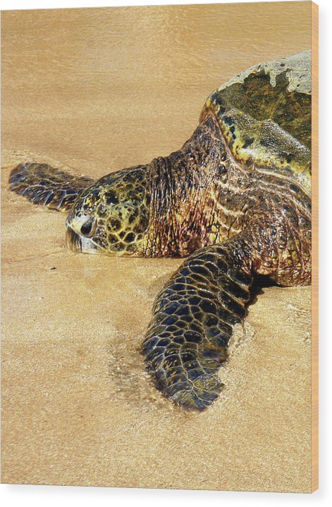 Glistening Journey - Wood Print - Fry1Productions