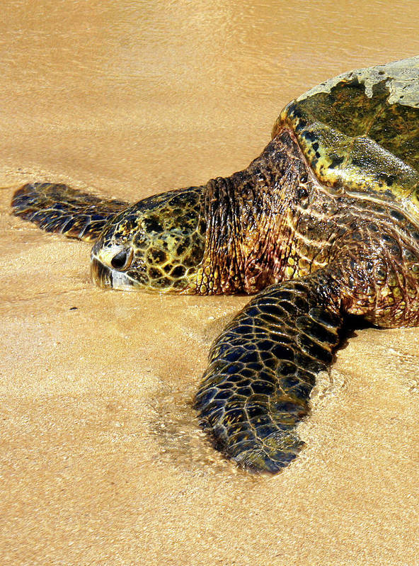 Glistening Journey - Art Print - Fry1Productions