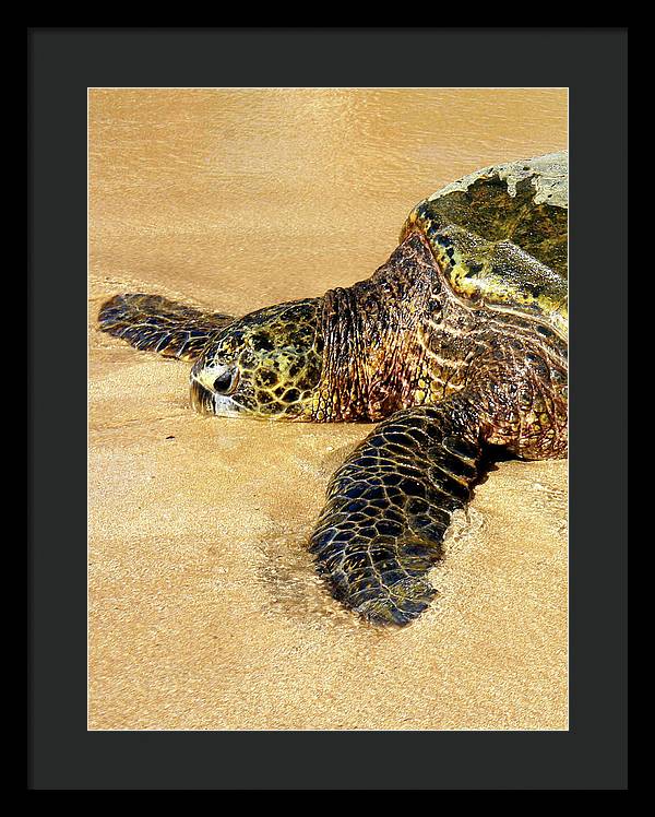 Glistening Journey - Framed Print - Fry1Productions