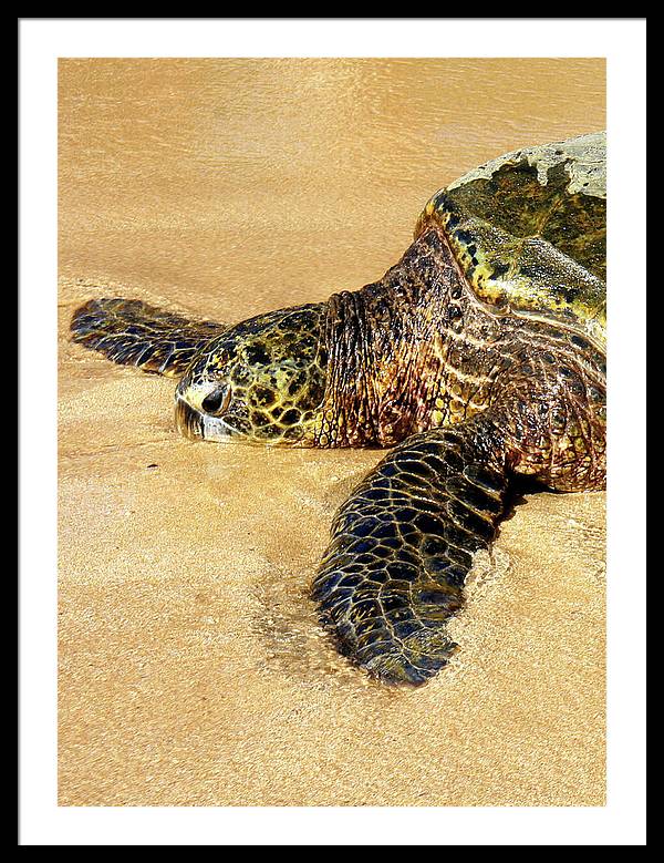 Glistening Journey - Framed Print - Fry1Productions