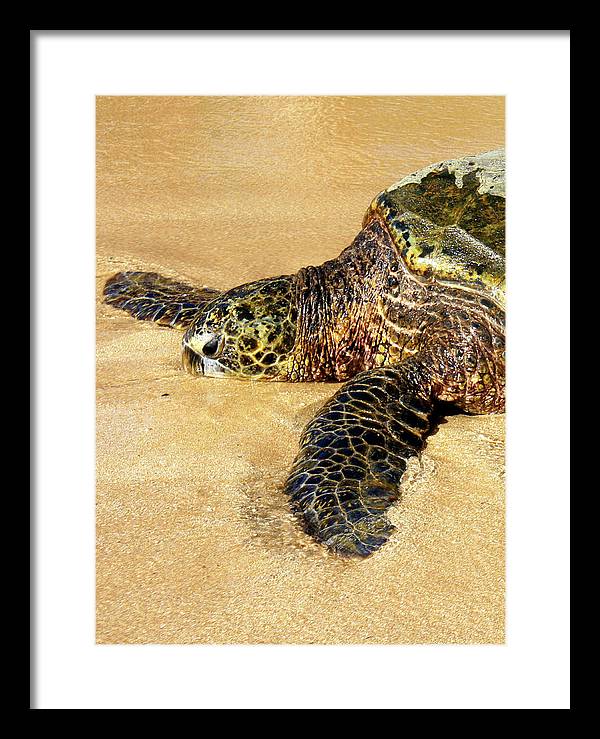 Glistening Journey - Framed Print - Fry1Productions