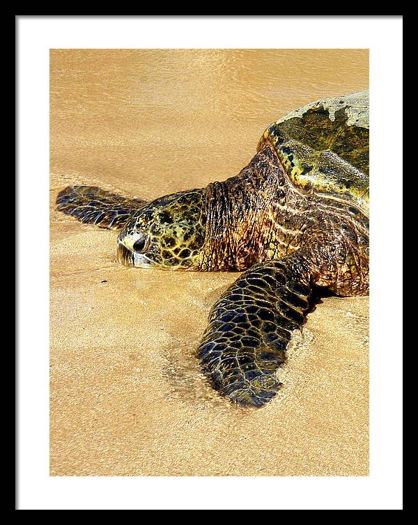 Glistening Journey - Framed Print - Fry1Productions