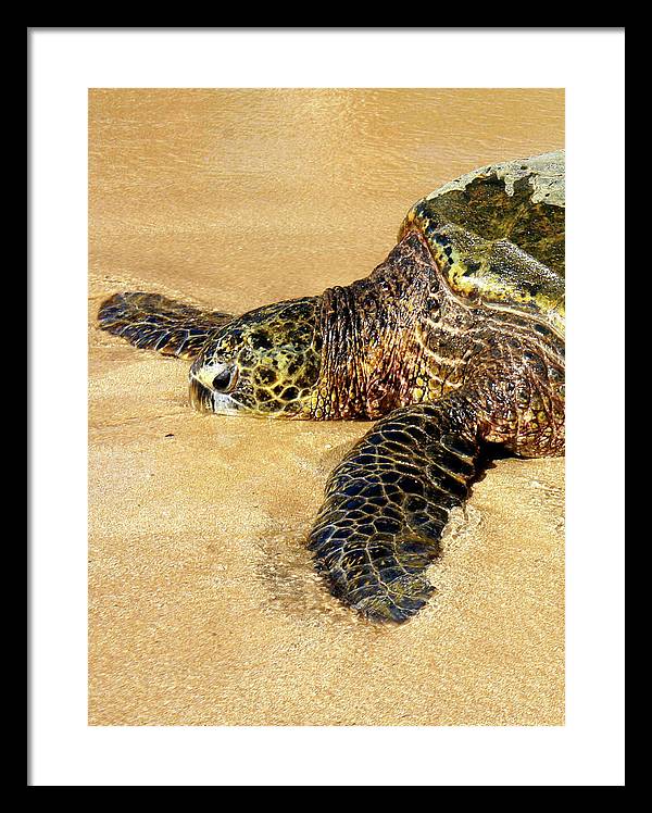 Glistening Journey - Framed Print - Fry1Productions