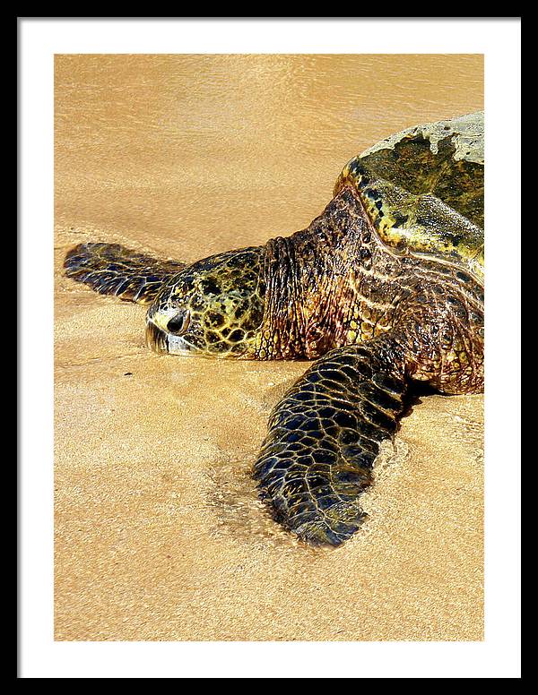 Glistening Journey - Framed Print - Fry1Productions