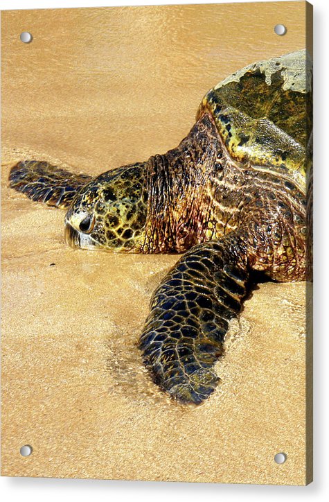 Glistening Journey - Acrylic Print - Fry1Productions