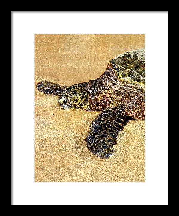 Glistening Journey - Framed Print - Fry1Productions