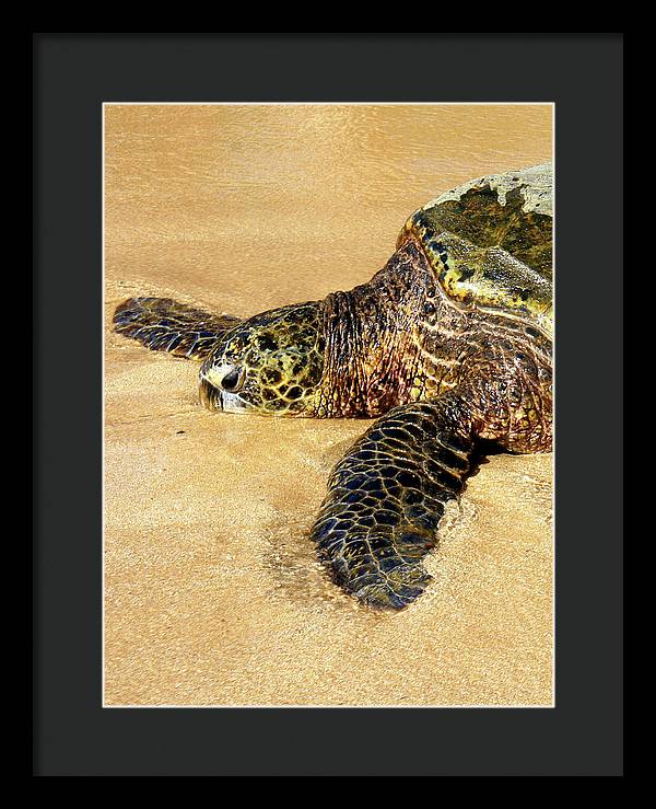 Glistening Journey - Framed Print - Fry1Productions