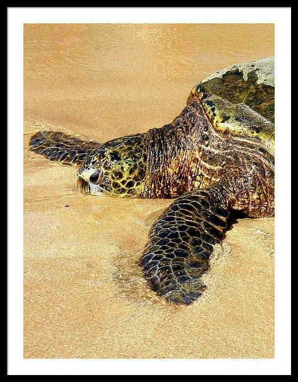 Glistening Journey - Framed Print - Fry1Productions