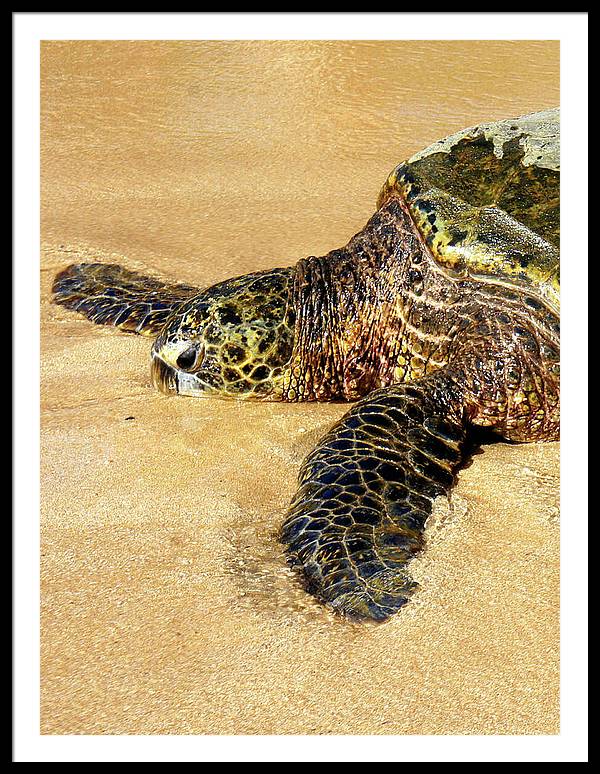 Glistening Journey - Framed Print - Fry1Productions