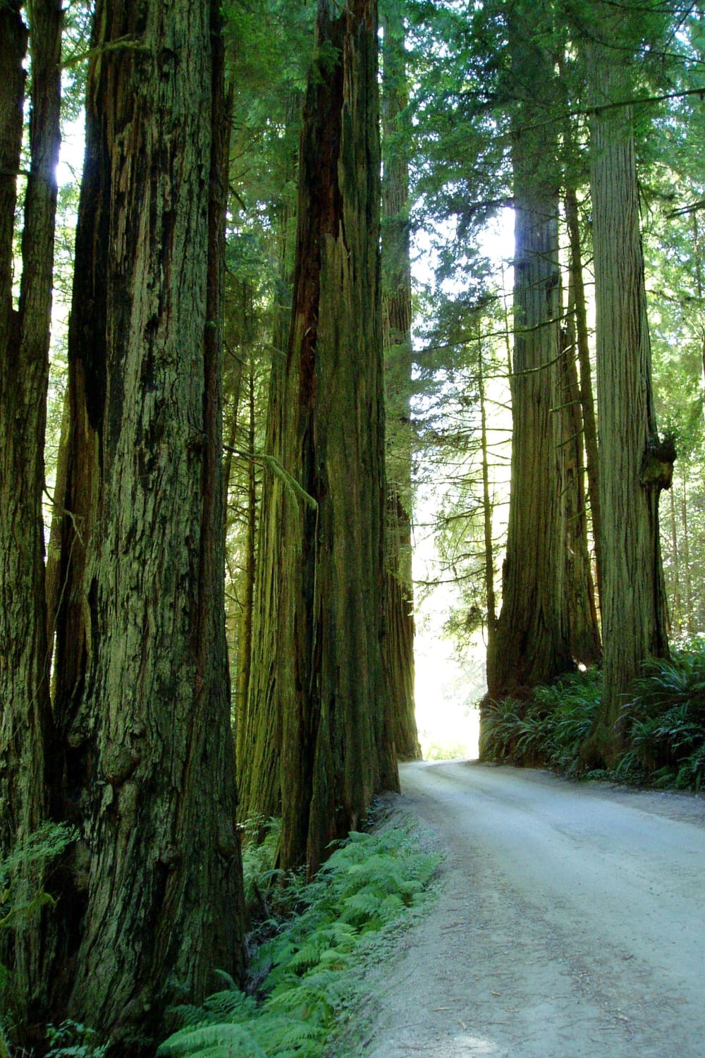 Redwoods