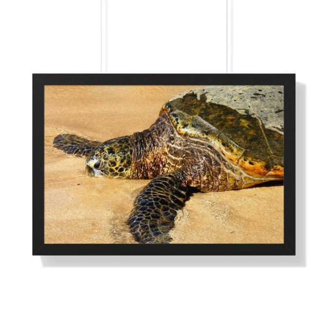 Turtles