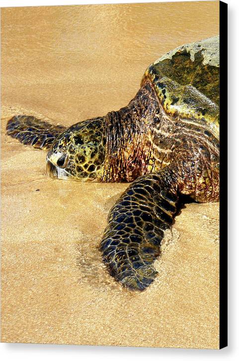 Glistening Journey - Canvas Print - Fry1Productions